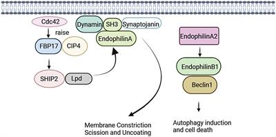 Biology of endophilin and it’s role in disease